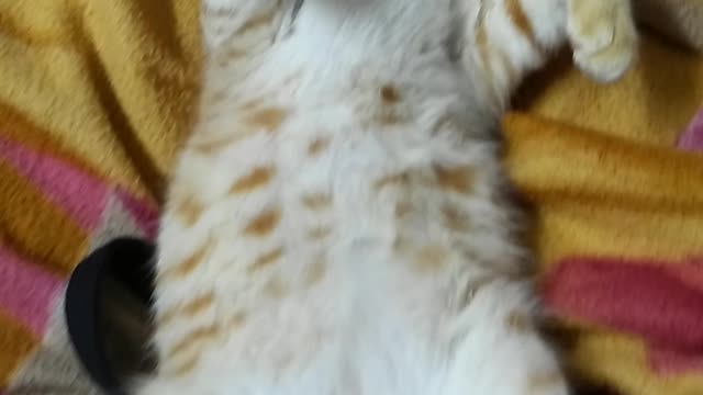 Funny Cat Sleeping in Weird Positions