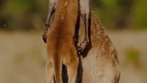 Mother kangaroo love her child