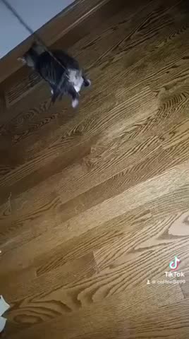 Cute kitten playing