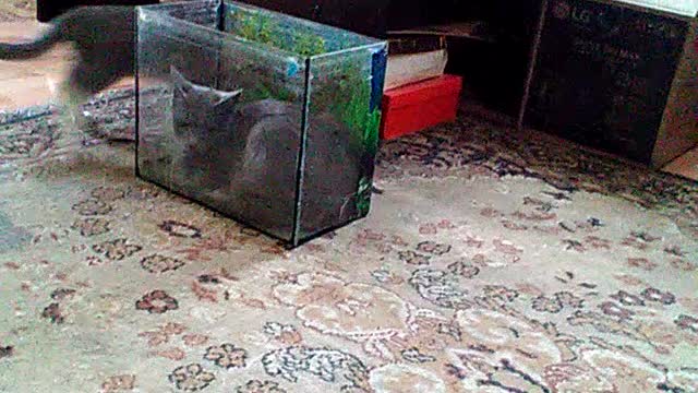 My favorite cats are Thomas and Filya