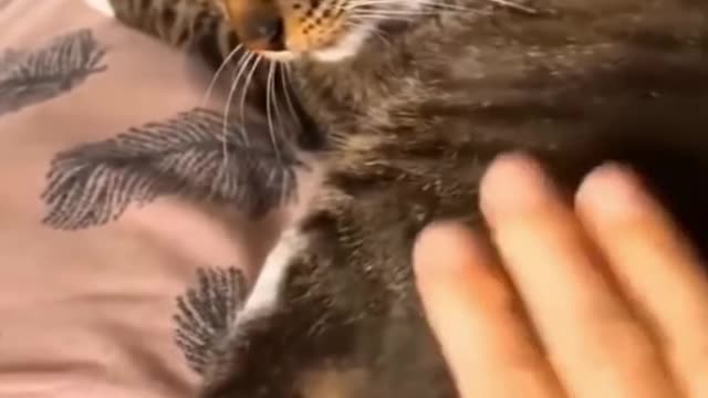 Funny and viral videos of cat baby
