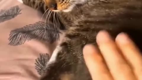 Funny and viral videos of cat baby