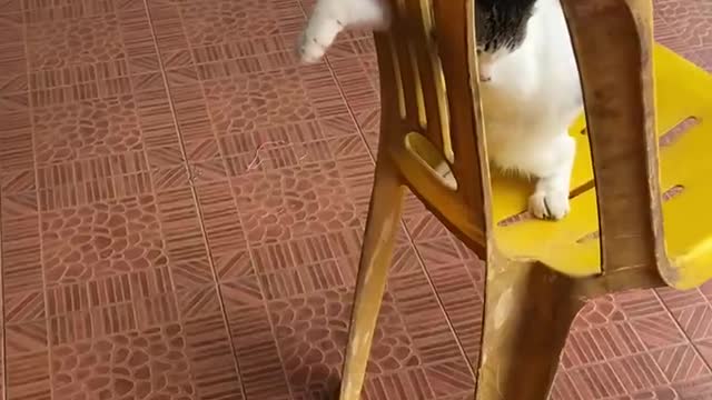 Helping a Kitten Stuck in a Chair