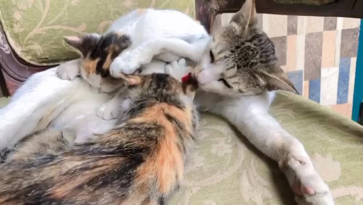 Mother cat feed the baby kittens cute