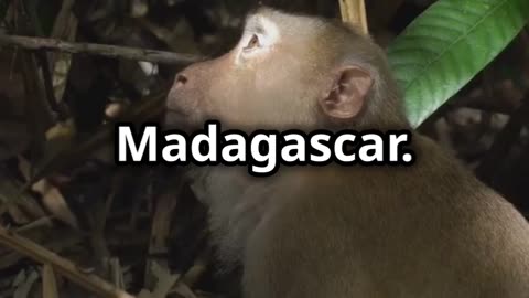 🌍🦊🐾🌙🌴 Aye Aye Madagascar's Mysterious Nocturnal Primate 🌍🦊