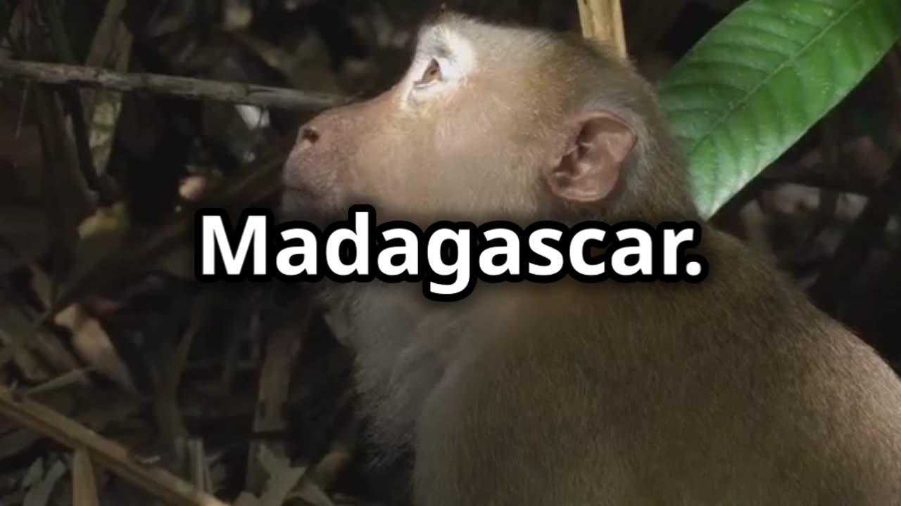 🌍🦊🐾🌙🌴 Aye Aye Madagascar's Mysterious Nocturnal Primate 🌍🦊