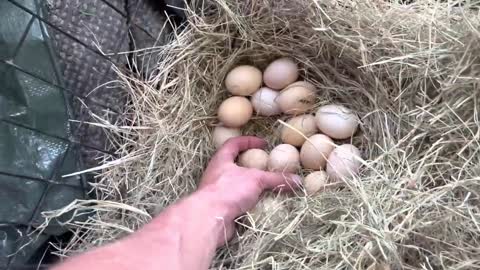 How to Fight a Kangaroo (and talk to eggs)