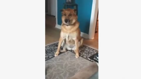 funny animal comp7