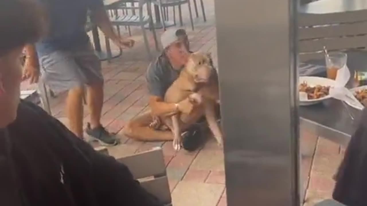 Dog grabs a puppy off of a woman's lap while she is eating lunch 😳