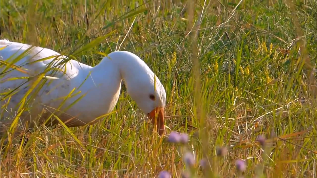 Cute Duck 🦆🦆🦆🦆🦆🦆 Beautiful 🐦