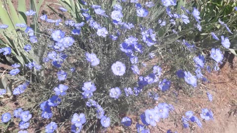 Blue flax