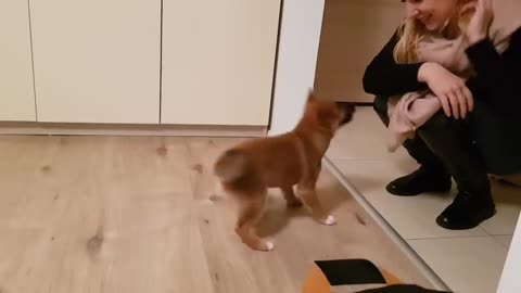 Puppy can't contain his excitement when owner comes home