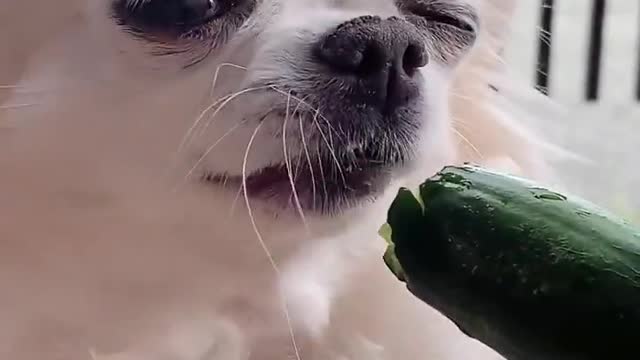 Funny Dog Puppies