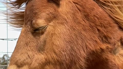 Miniature Pony Poses Like a Super Model