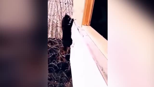 Funny Animals Moments | Part 15