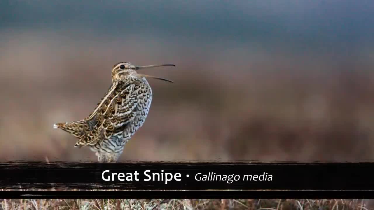 The Most Haunting Birds Songs of the World