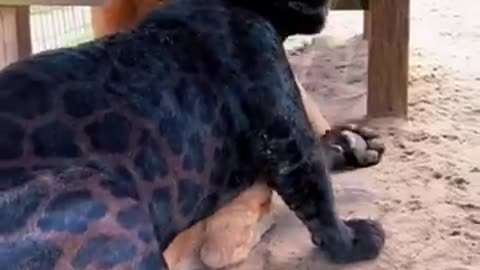 Jaguar and puma Best Friend's ! AMAZING