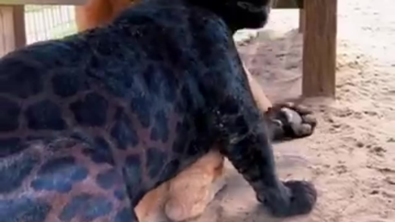 Jaguar and puma Best Friend's ! AMAZING