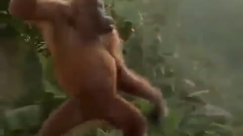 ##monkey dance