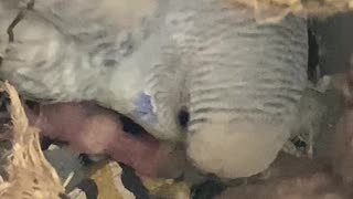 Mama Budgie feeding Baby