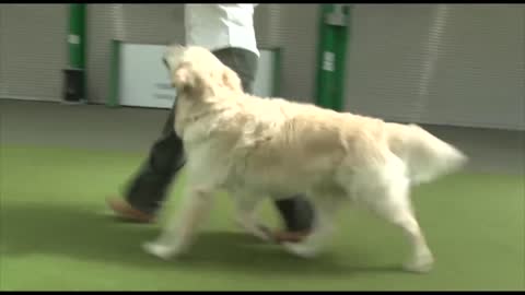 DOG TRAINING INSTRUCTOR COURSES - CIDBT