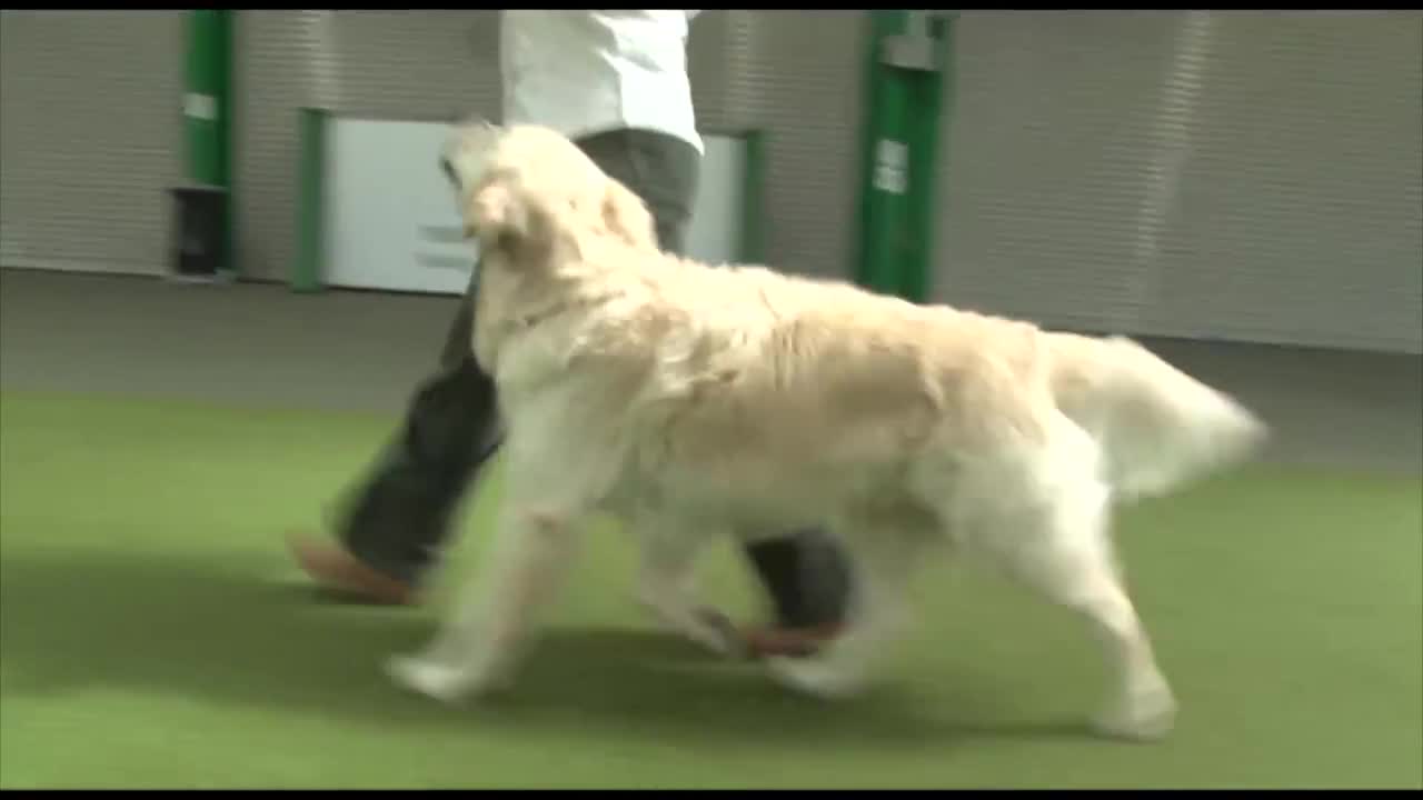 DOG TRAINING INSTRUCTOR COURSES - CIDBT