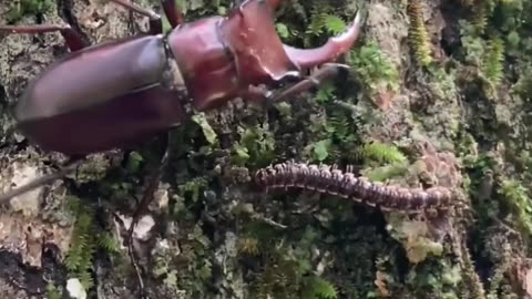 इतना महंगा कीड़ा! 😧 | Most Expensive Beetle | Stag Beetle