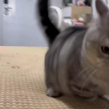 Fanny Cat Video and Kittecat Cat Video