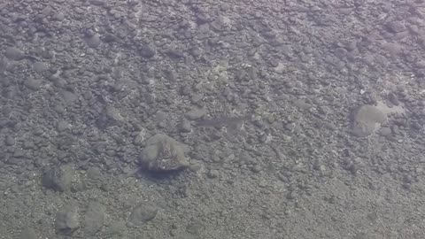 BELLISSIME TROTE del TORRENTE LENO di ROVERETO TRENTINO