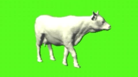 Greenscreen cow , cow green screen video ,cow green screen