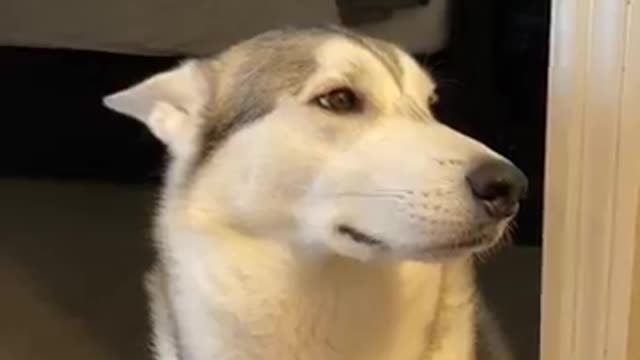 Guilty Husky Tries To Blame Other Dog 🐕🥰