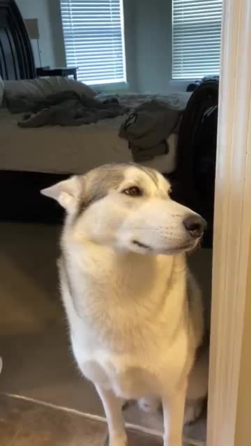 Guilty Husky Tries To Blame Other Dog 🐕🥰