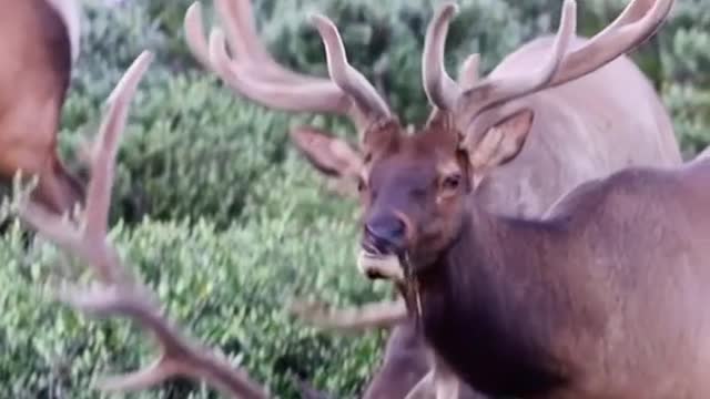 Three wild red deer