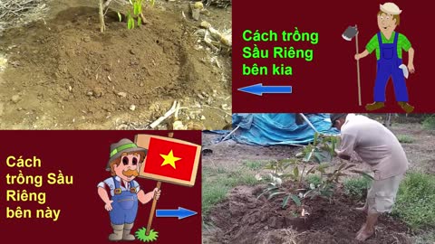 How to grow durian|วิธีการปลูกทุเรียน|Cara mengembangkan durian