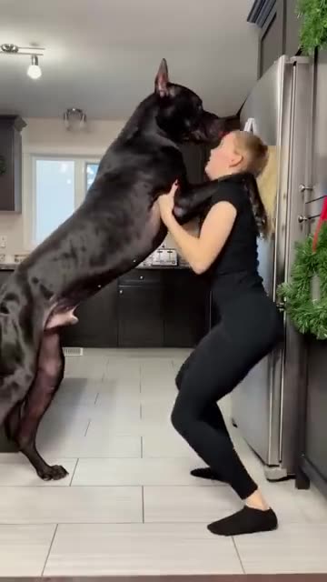 Great Dane Is Taller Than Human || ViralHog