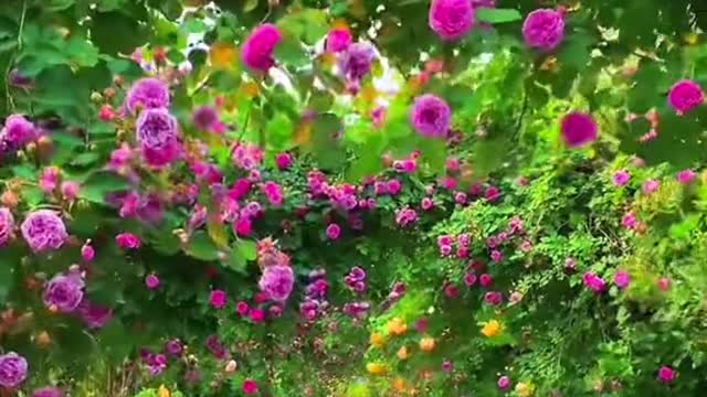 #fypシ #tiktok #beautiful #foryoupage #flowerphotography #photography #flowervideo #naturephotography #landscape #scenery #foryou #tiktokflowers