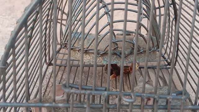 mouses in the trap