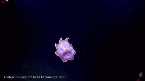 Dumbo Octopus