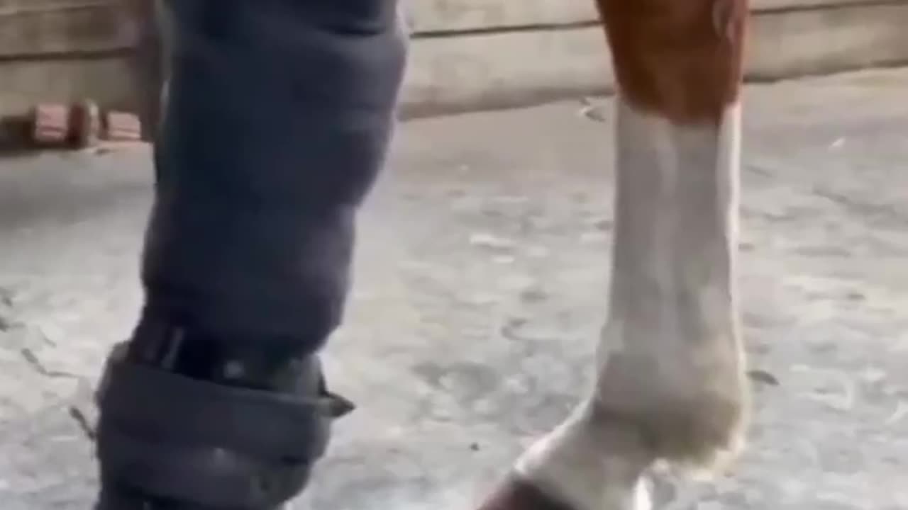 The horse's owner puts a prosthesis on his foot.