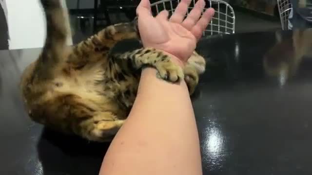 predator