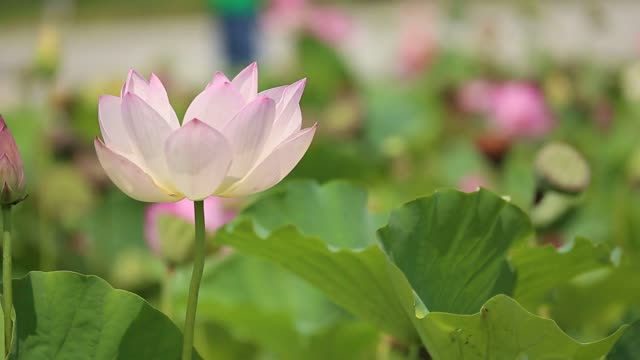 Lotus Dancing in the Wind 4K