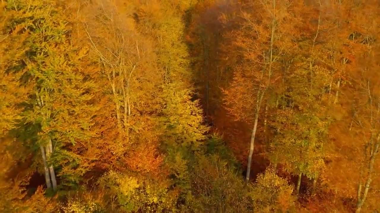 Enchanting Autumn Forests with Beautiful Piano Music