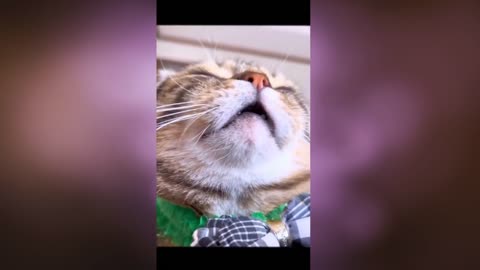 CATS CATS 2023!!!!!