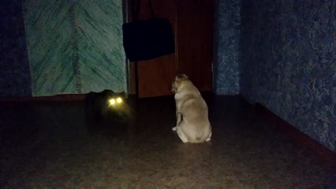 The dog is afraid to leave the room because of an angry cat