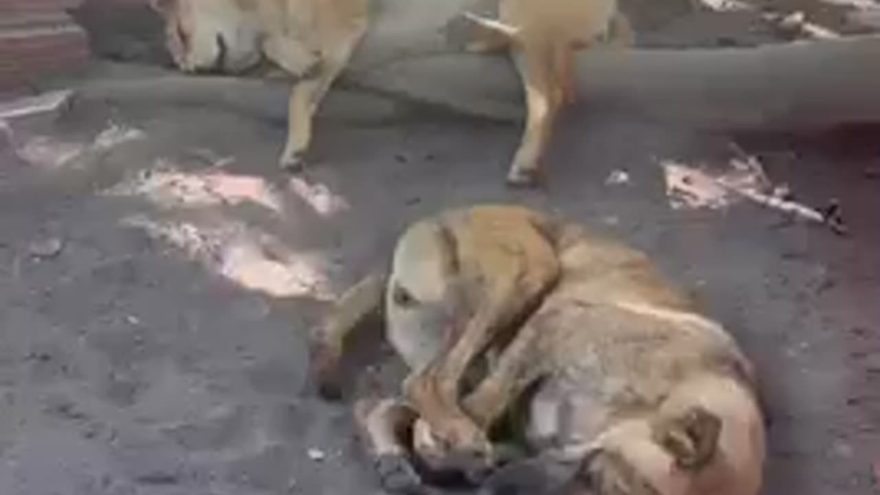 Dog makes a dirt bed