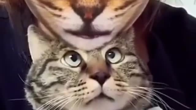 Making Cat Fear Using a Cat Filter