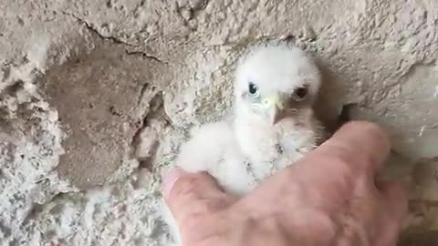 Guy Saves a Baby Bird and puts It Back Its Nest