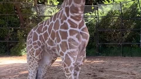 The giraffe is frightened and runs away
