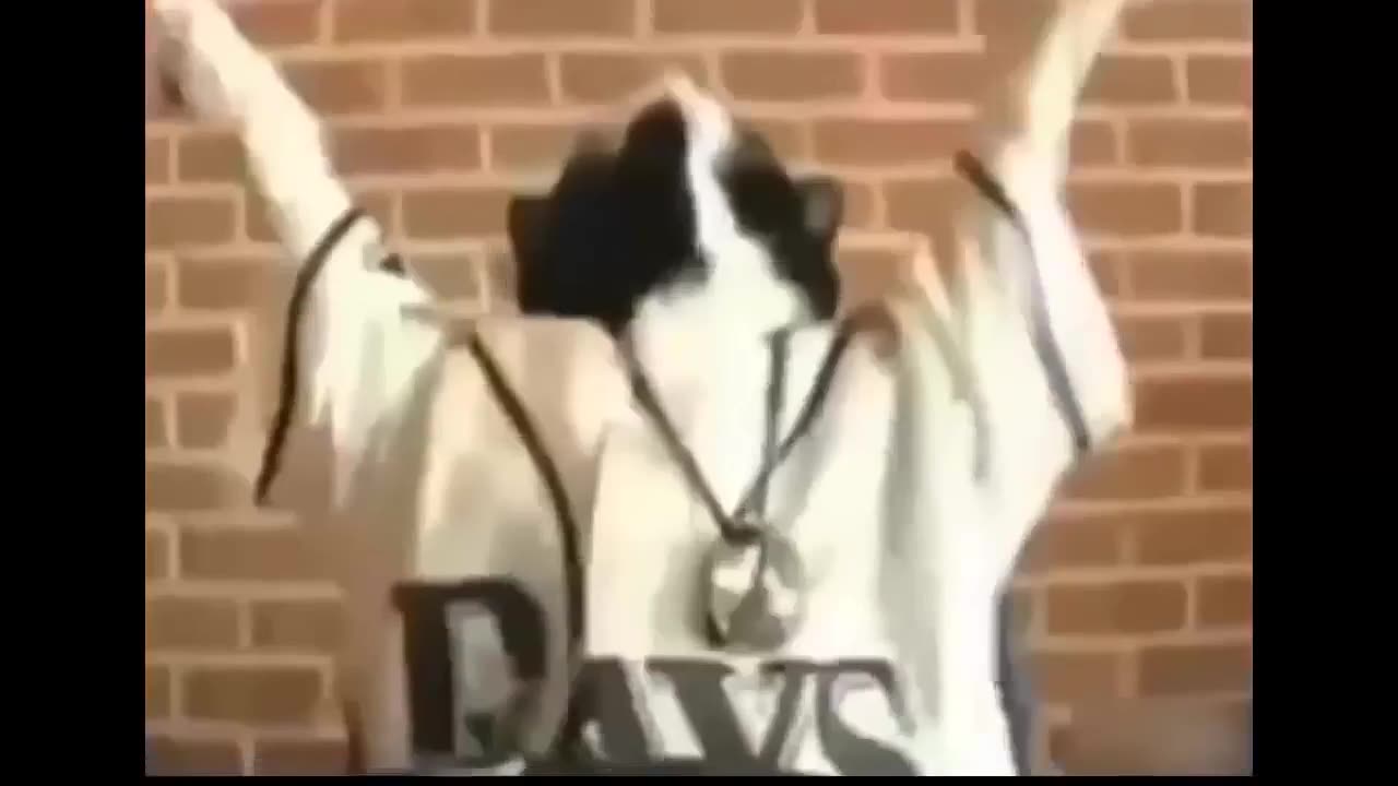 Top funny dance videos of cat & dogs part 9