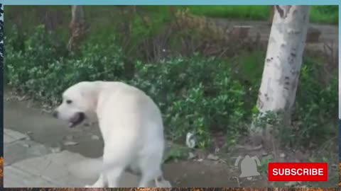 Dog saved the life a blind man